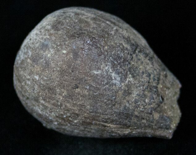 Cretaceous Palm Fruit Fossil - Hell Creek Formation #16621